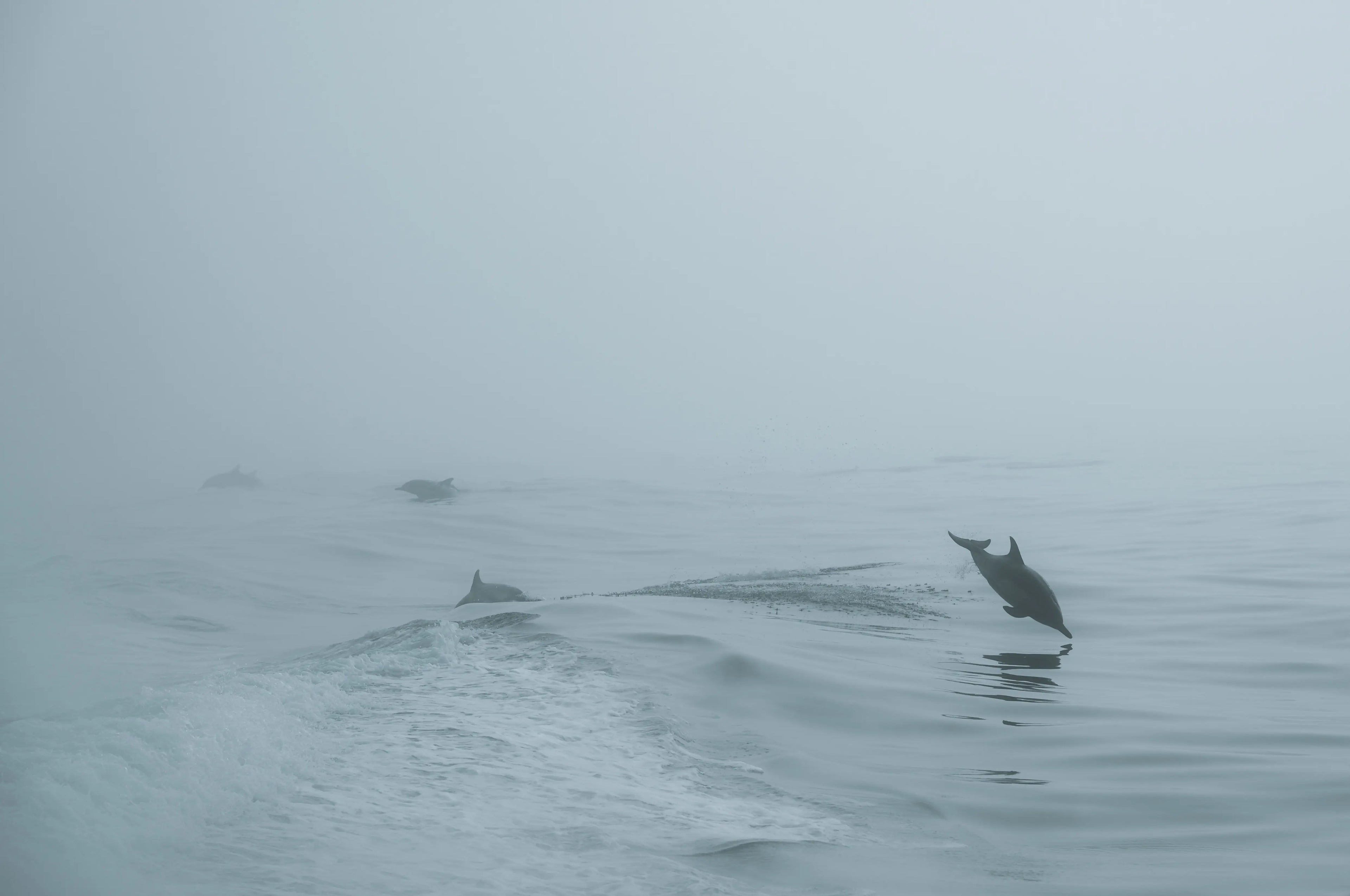 Dolphin leaping through the boat wake on a misty morning near Santa Cruz Island, Channel Islands National Park