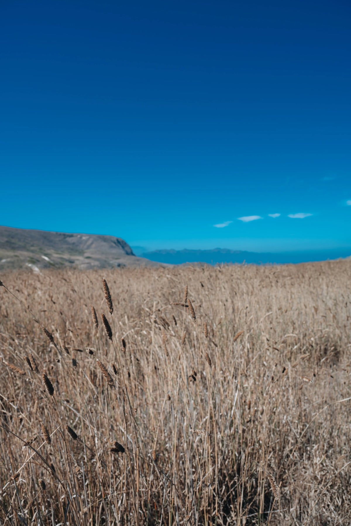 Remote summer fields on Santa Cruz Island in Channel Islands National Park, California photography print