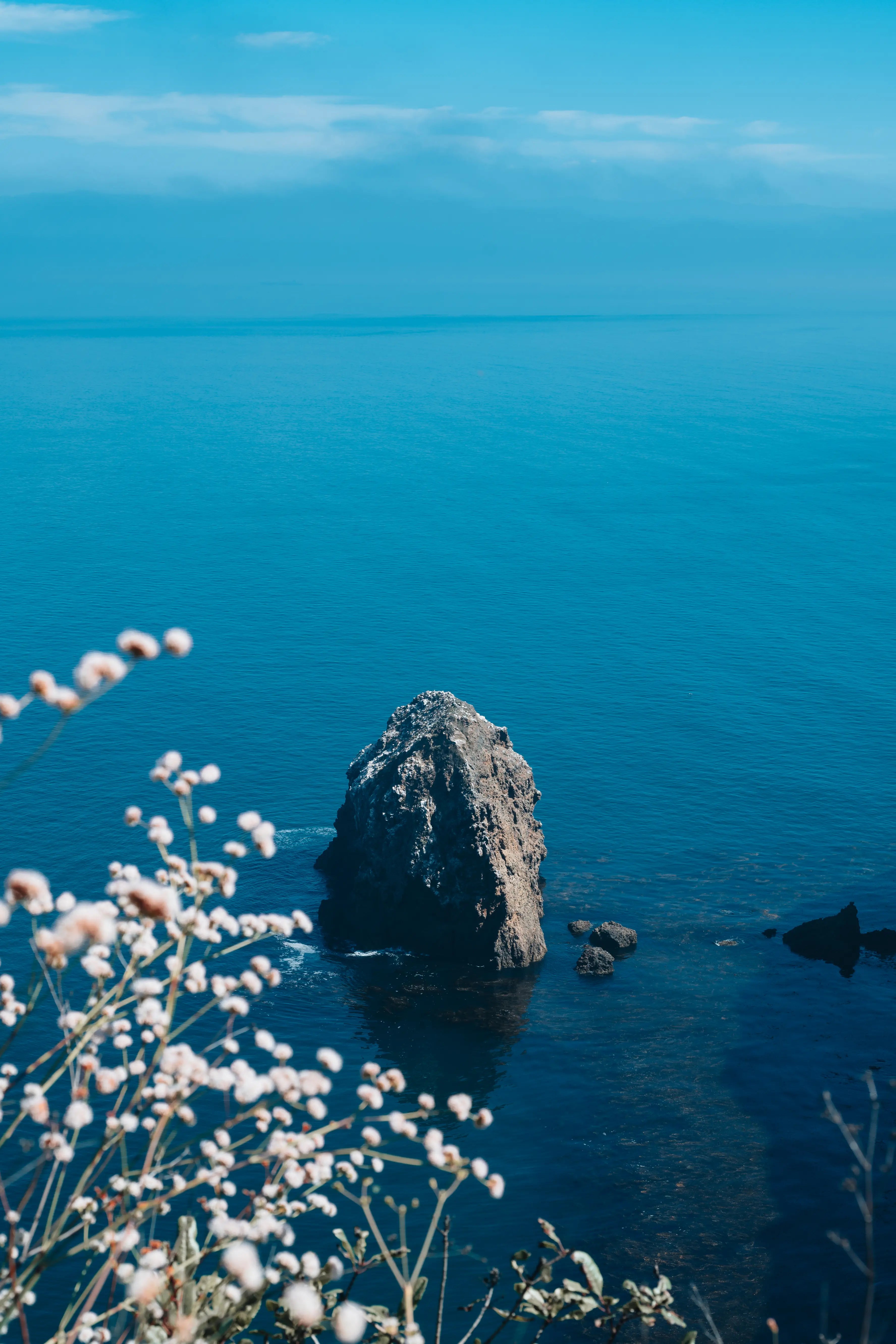 Wildflowers along coastal cliffs on Santa Cruz Island in Channel Islands National Park, California photography print