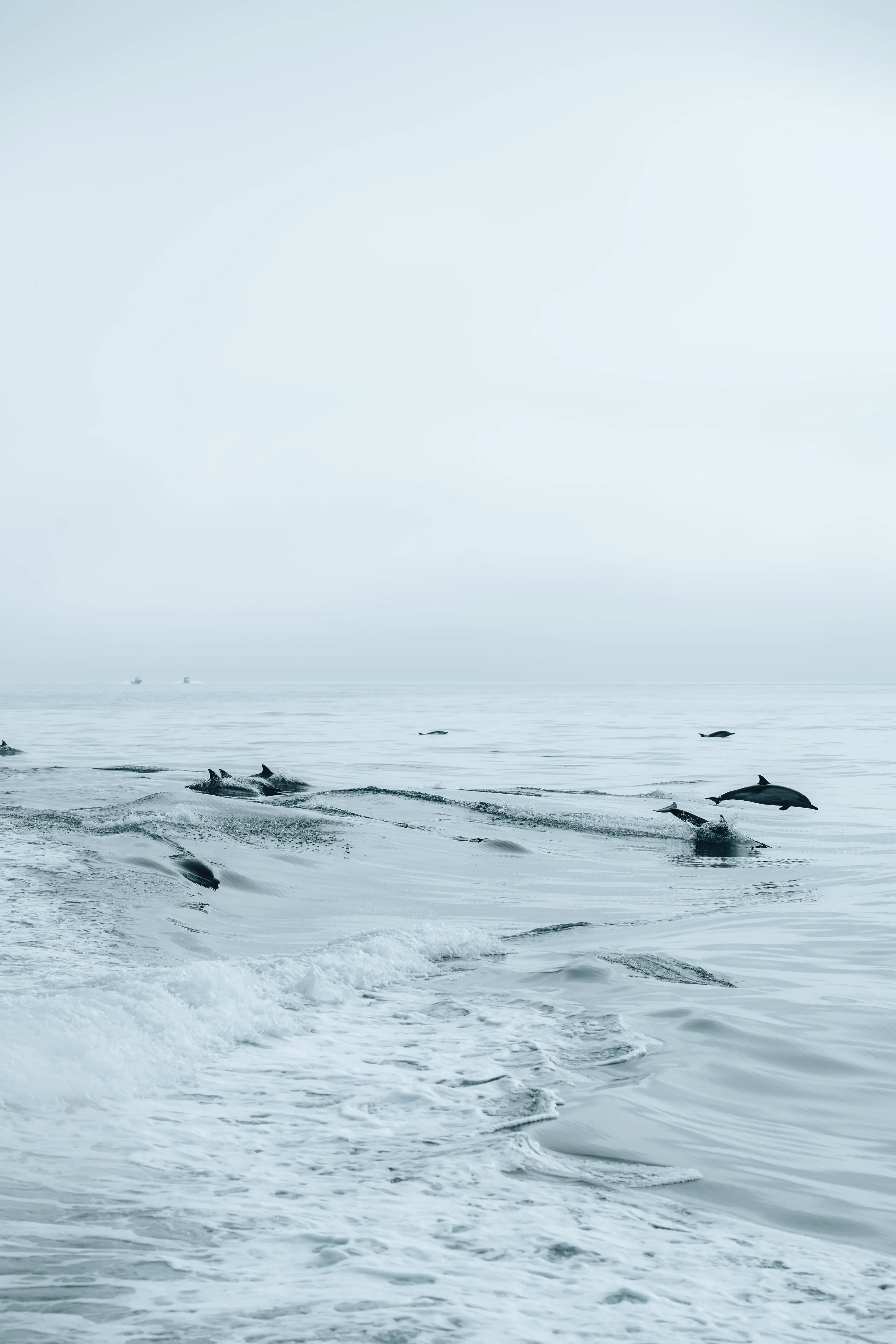 Dolphins alongside the ferry to Santa Cruz Island in Channel Islands National Park, California photography print
