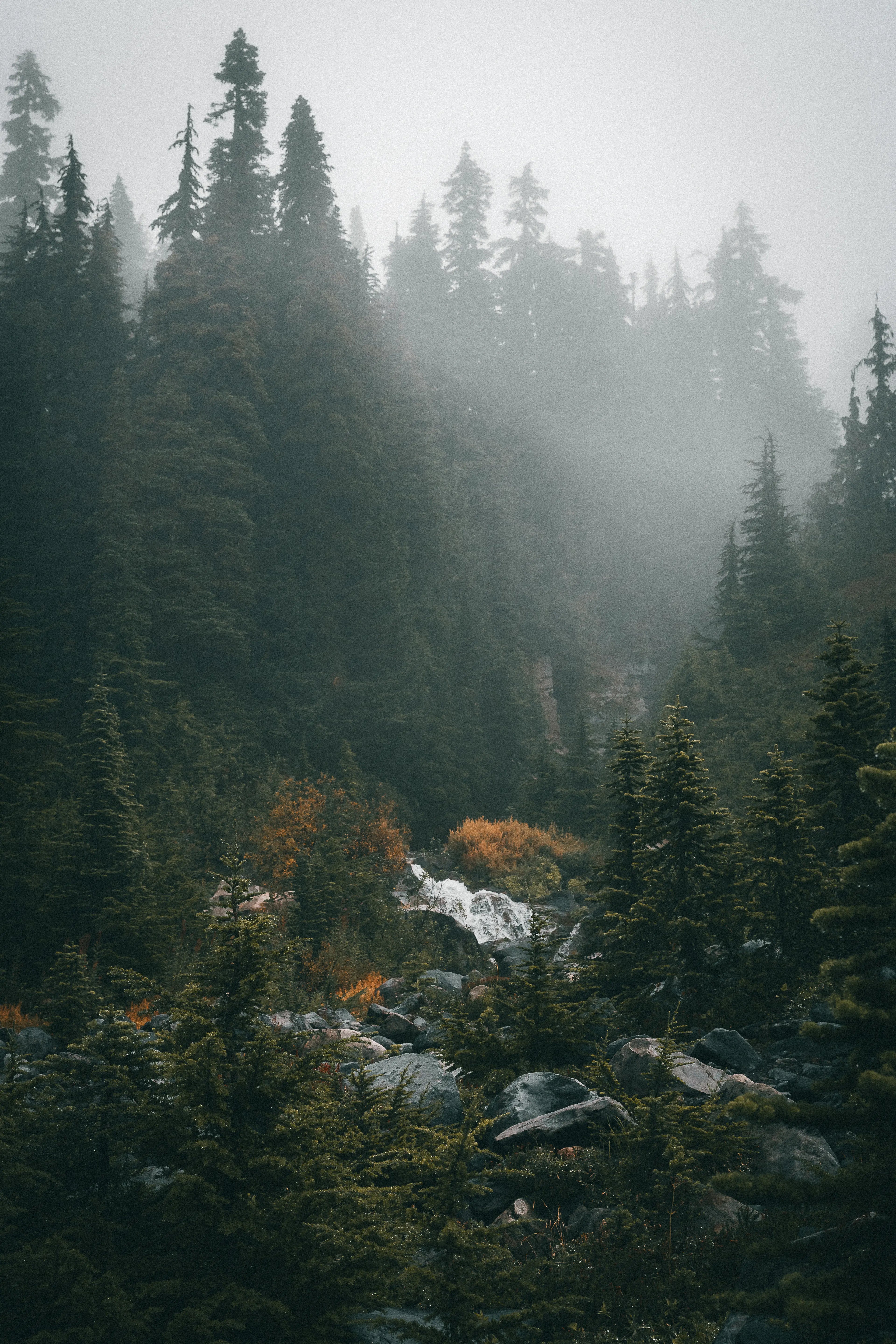 Foggy mountain landscape along Skyline Trail in Mount Rainier National Park, Washington photography print