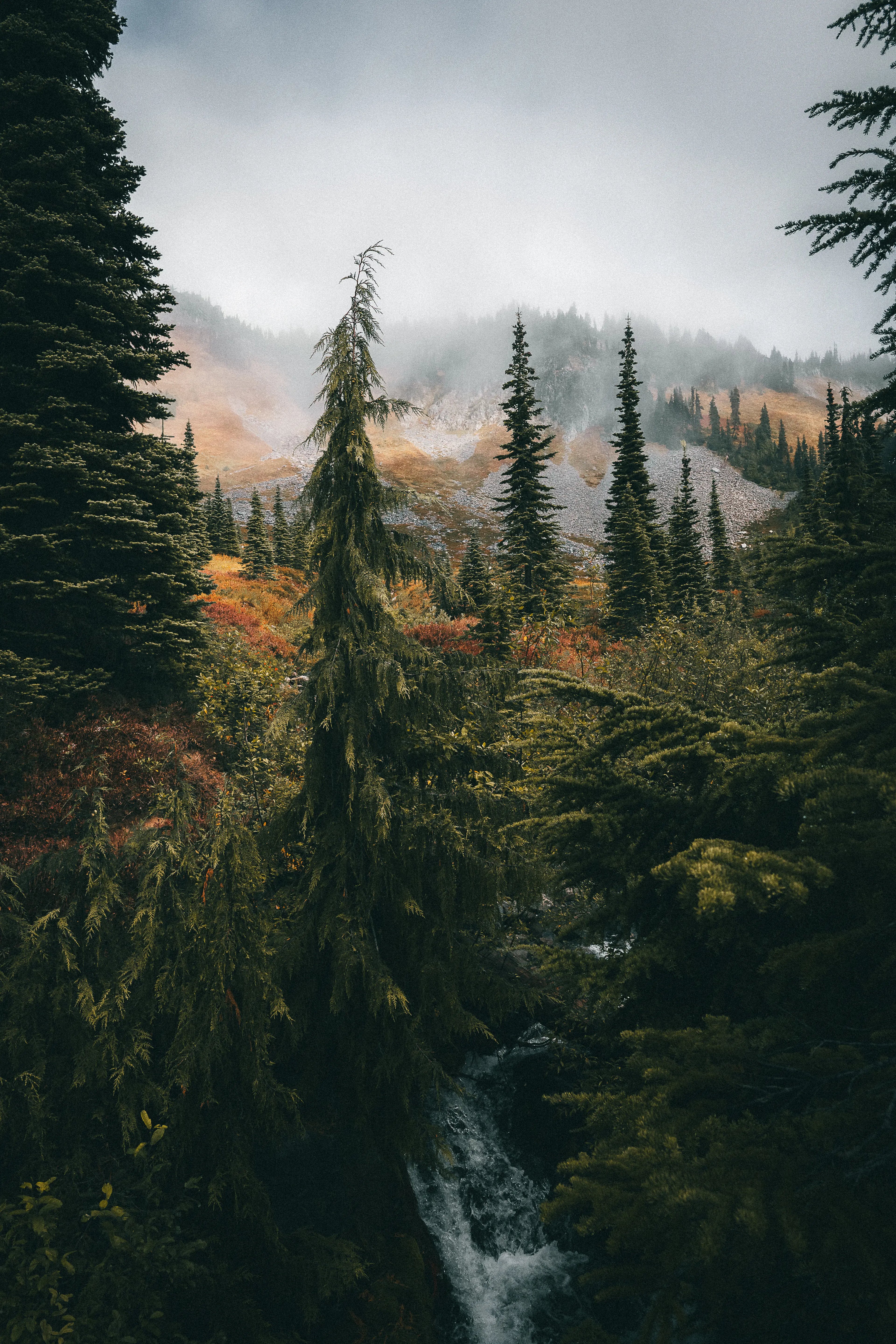 Misty mountain landscape along Skyline Trail in Mount Rainier National Park, Washington