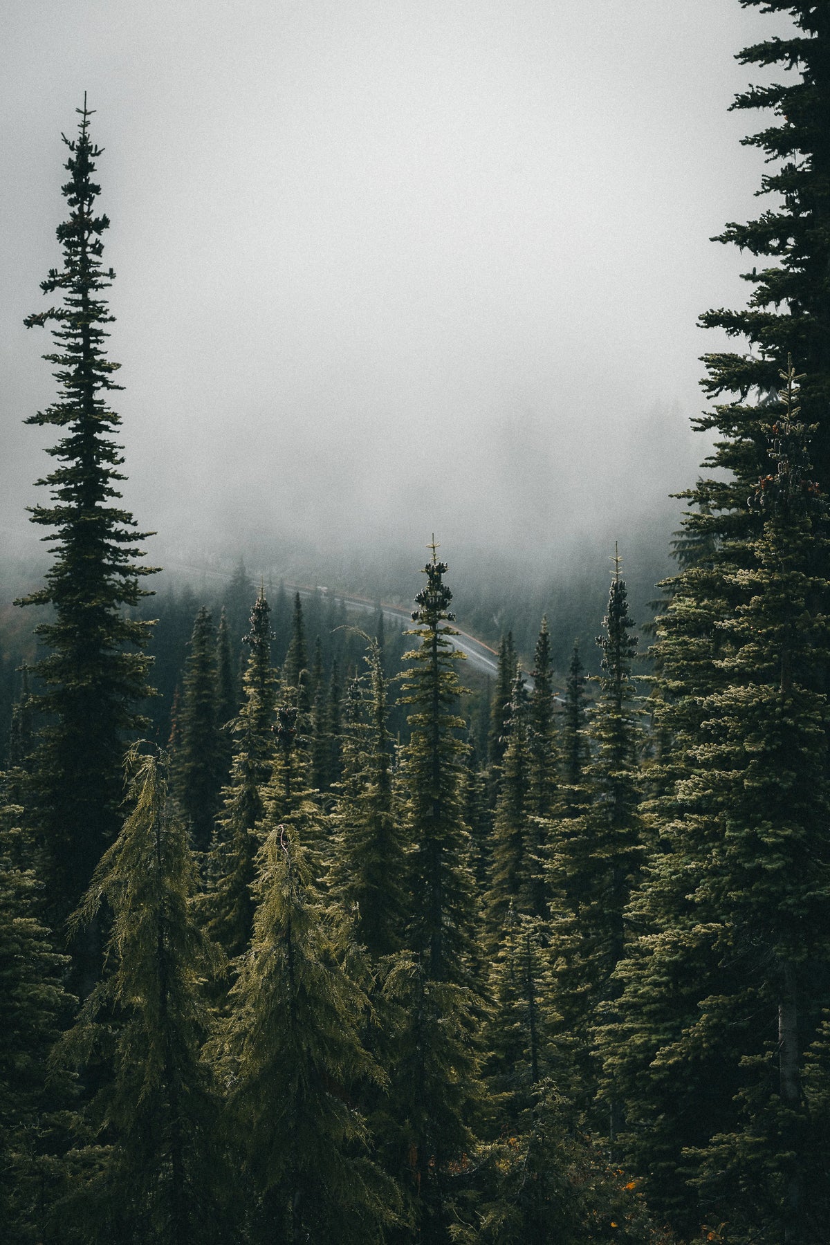 Misty evergreen trees along Skyline Trail in Mount Rainier National Park, Washington photography print