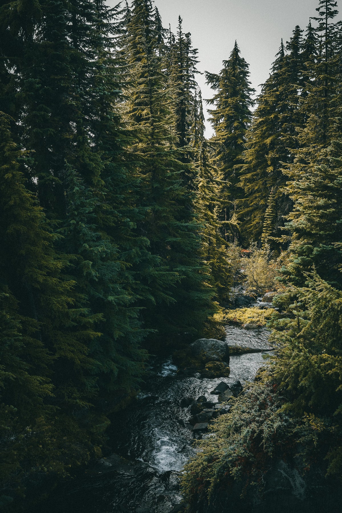 Winding water along Skyline Trail in Mount Rainier National Park, Washington photography print