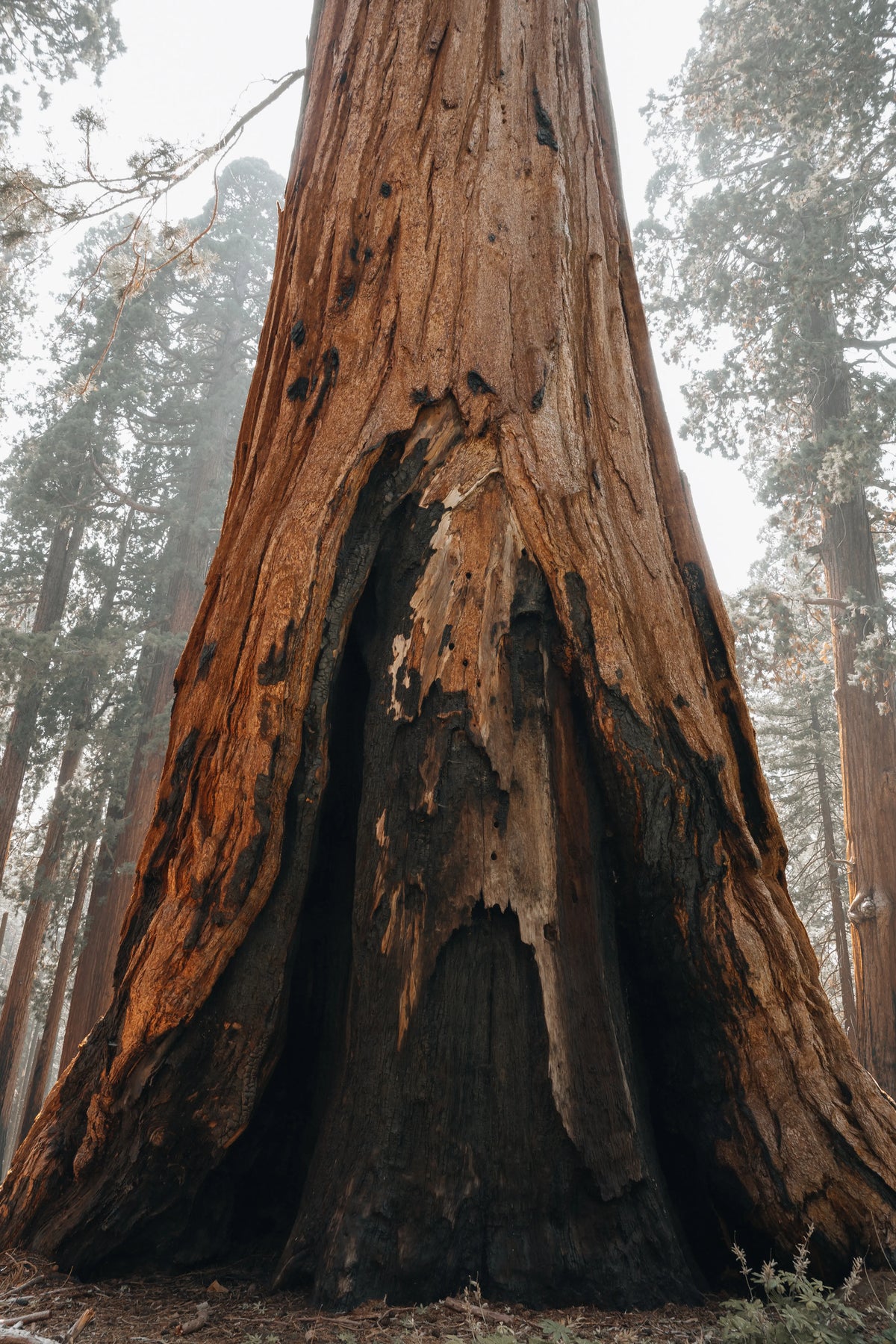 Close-up of giant sequoia tree bark in Sequoia National Park, California photography print