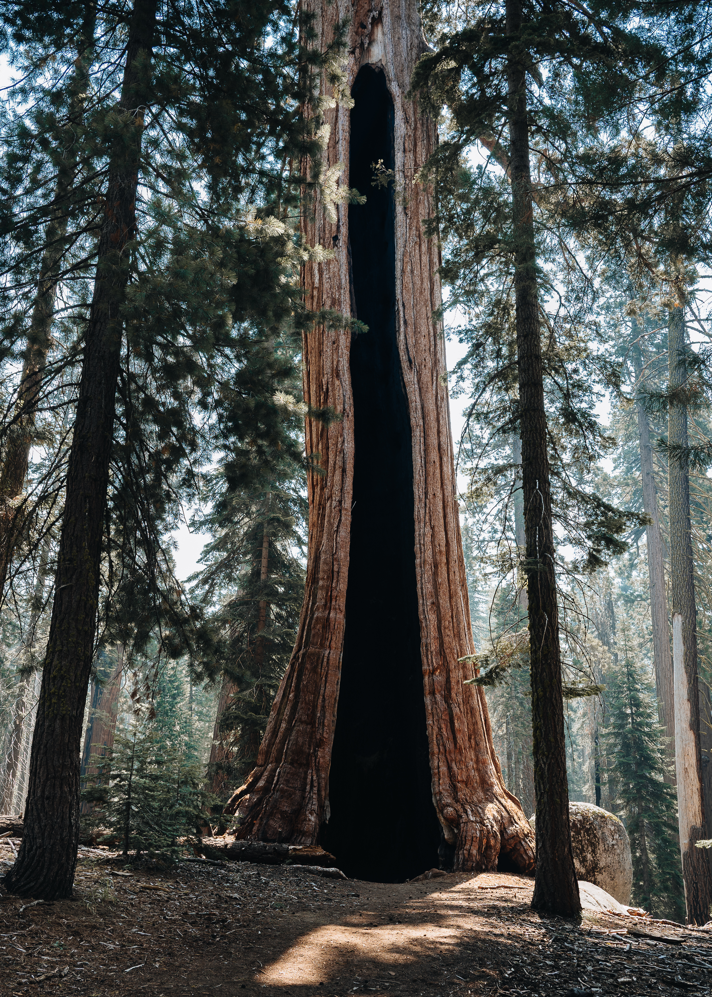 Giant sequoia tree in Sequoia National Park, California photography print