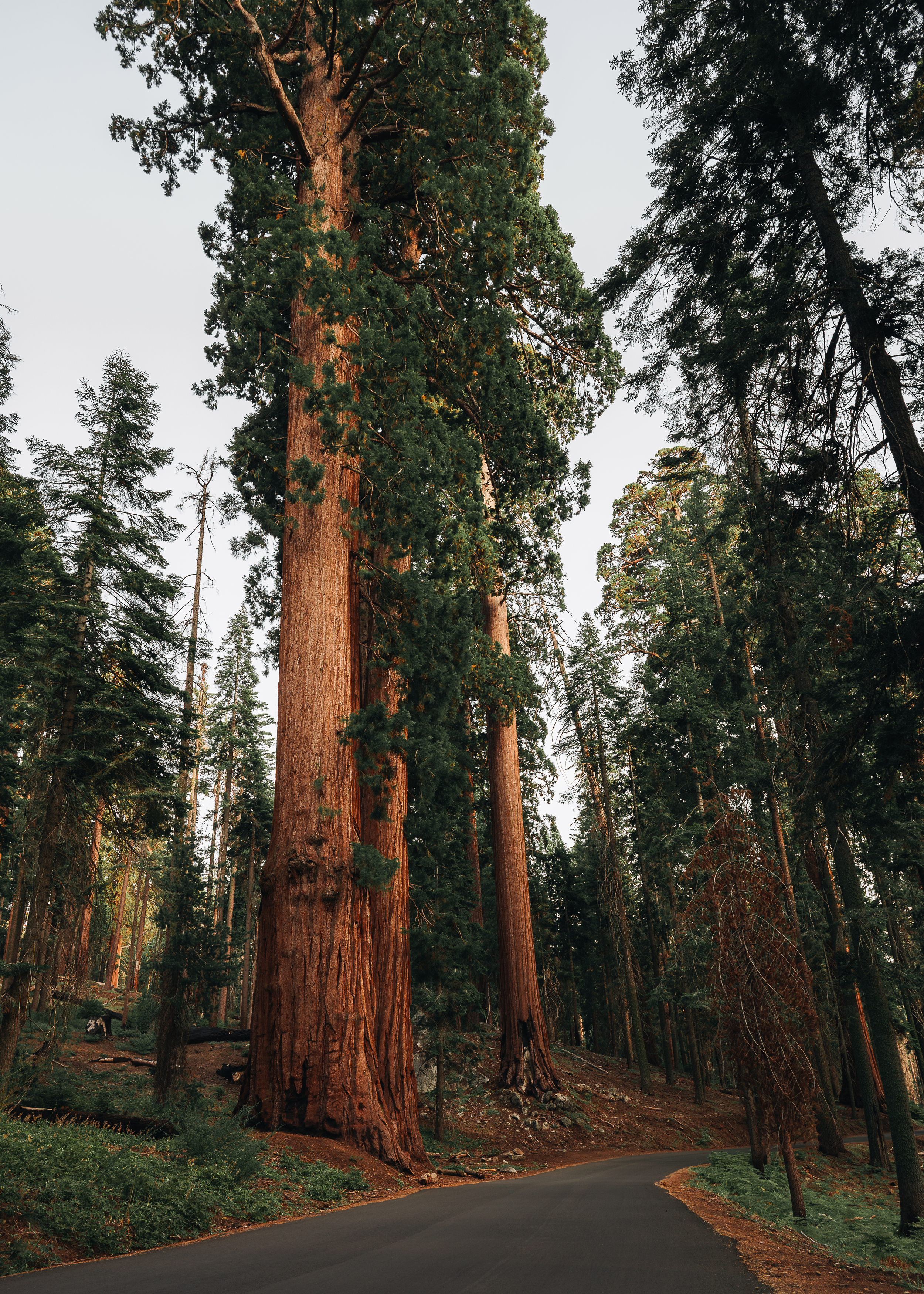 Towering giant sequoia trees in Sequoia National Park, California photography print