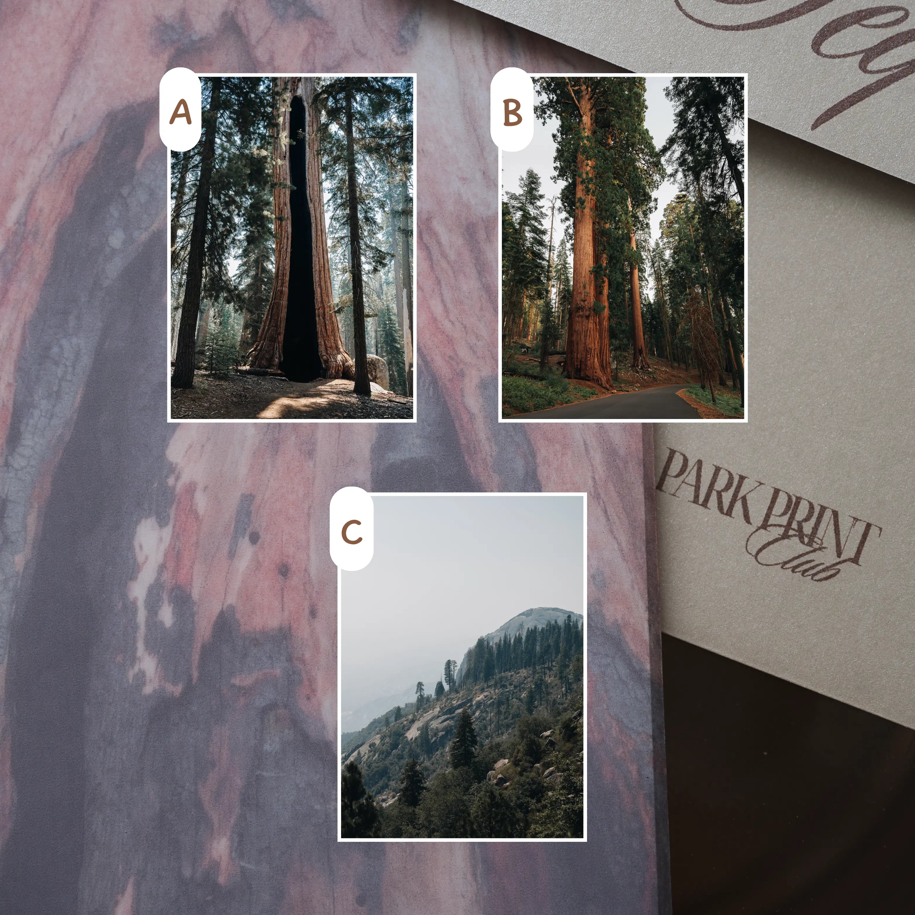 Sequoia National Park March 2026 Park Print Club letter and photography