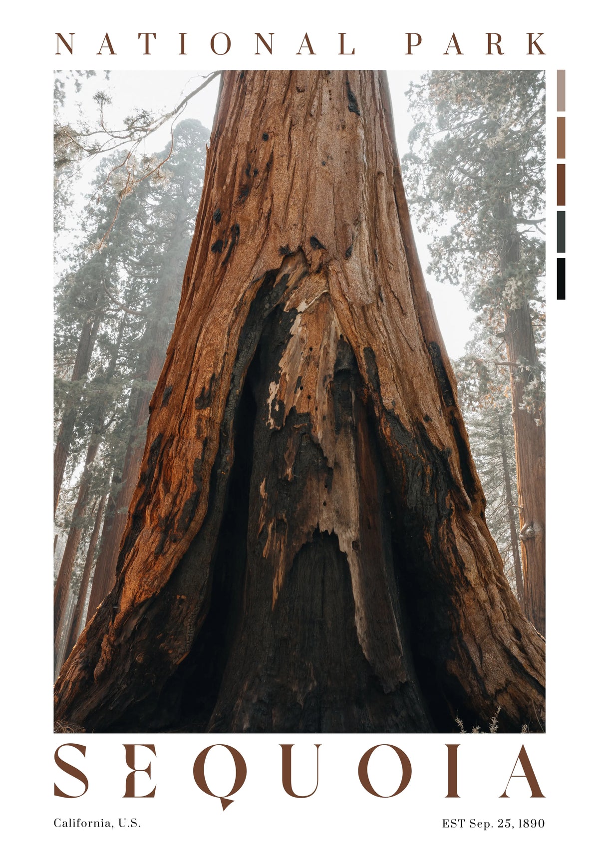 Sequoia National Park poster featuring a fire-scarred giant sequoia tree in California