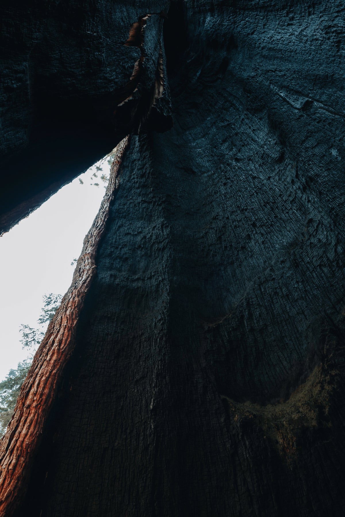 Burnt sequoia tree texture in Sequoia National Park, California photography print